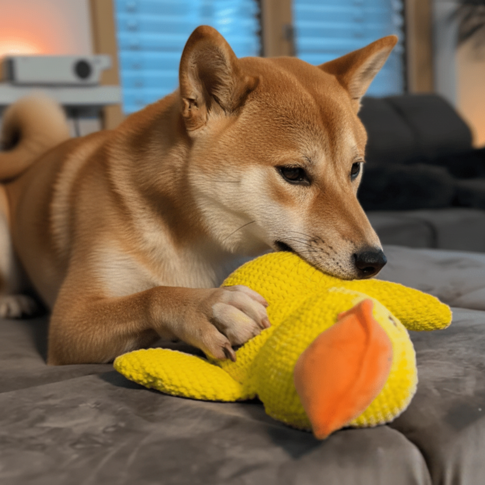 ZenDuck Canard anti-stress